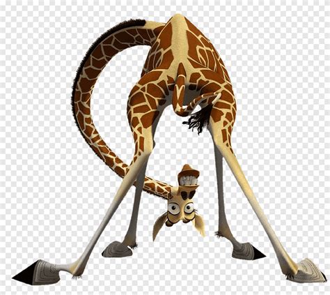 Madagaskar zürafa